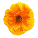California Poppy