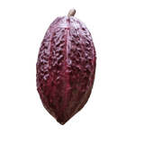Cacao