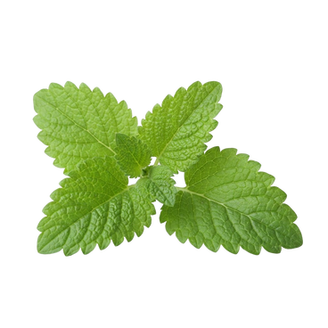 Lemon Balm