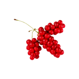 Schisandra