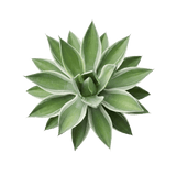 Agave Nectar