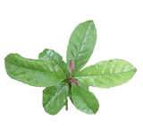 Guayusa