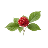 Panax Ginseng