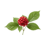 Panax Ginseng