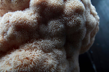 How to grow lion's mane mushrooms