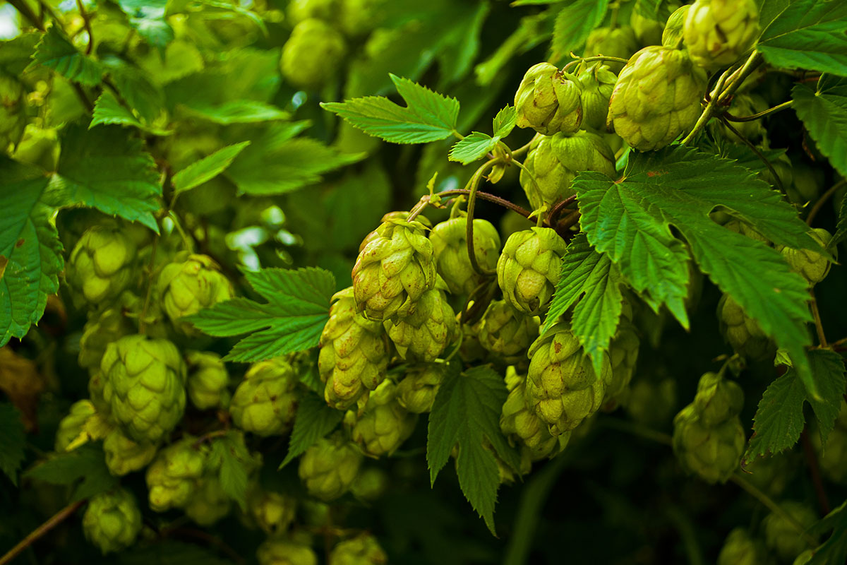 hops