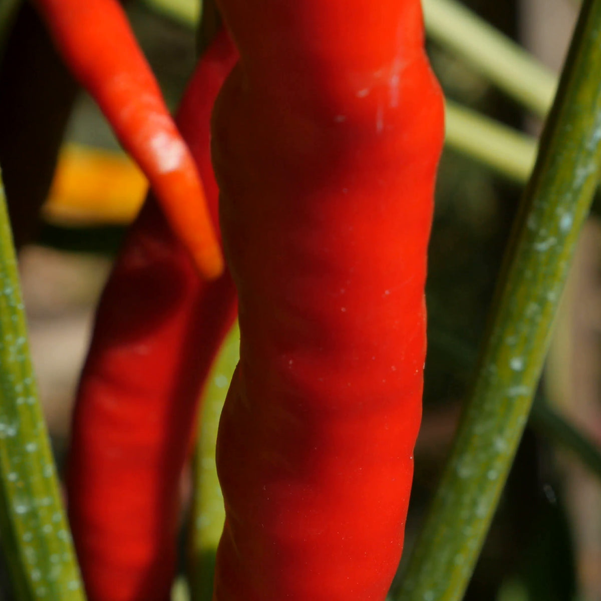 Cyne Chilli Cayenne Chilli – Three Spirit UK