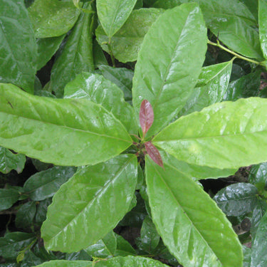 Guayusa