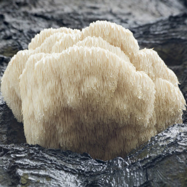 Lion’s Mane