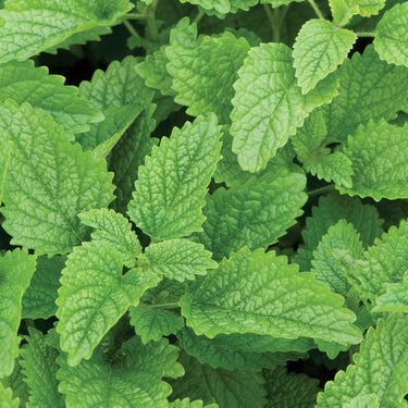 Lemon Balm