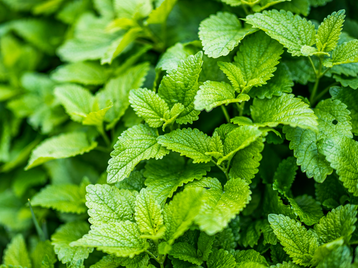 Lemon balm: The uses and benefits