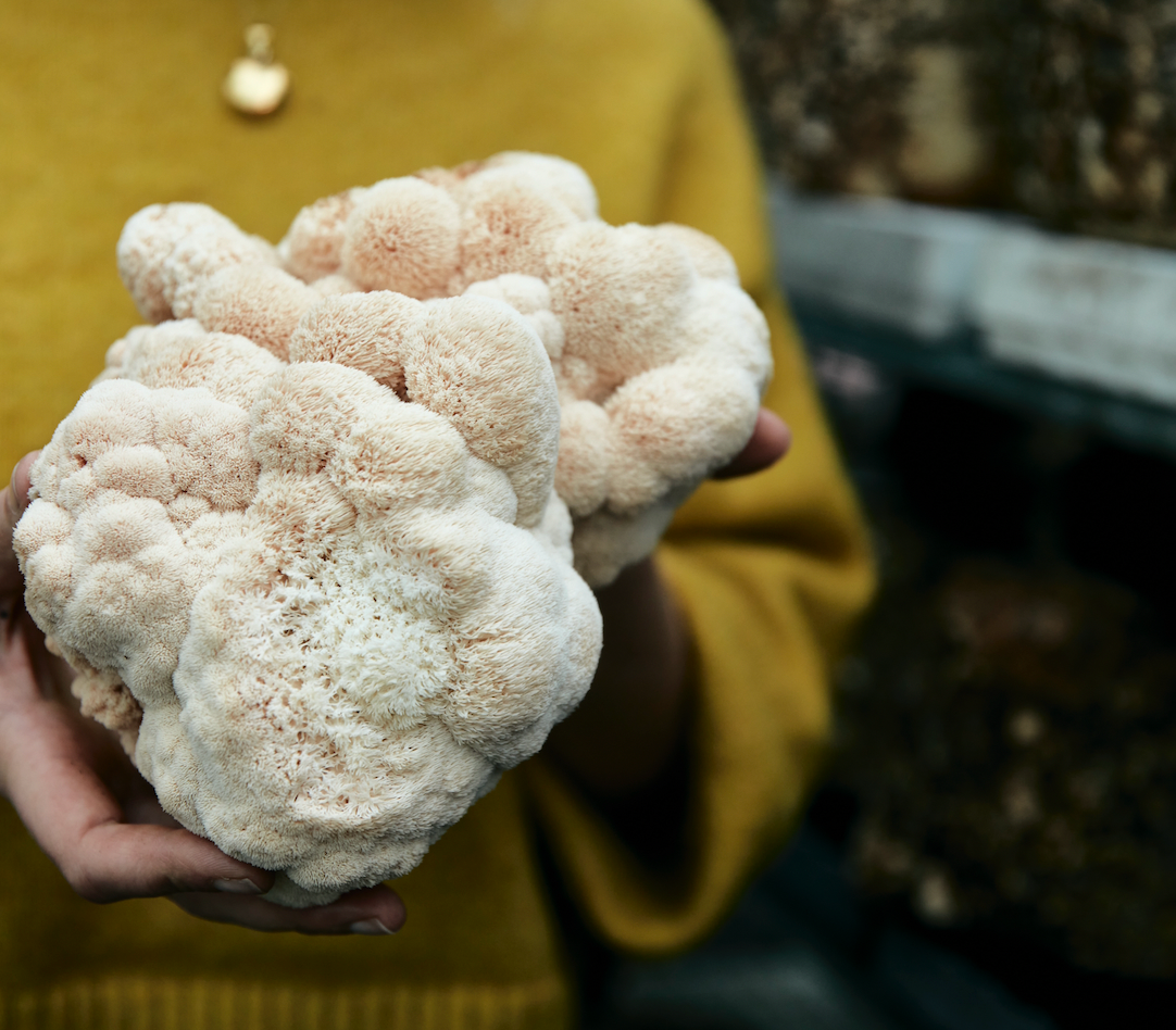 Lion's Mane mushroom benefits