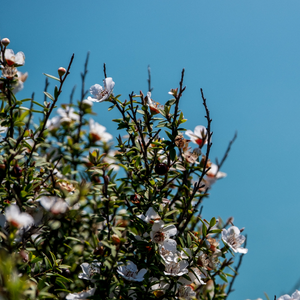 Manuka leaf