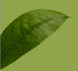 L-theanine: The secret nootropic in your green tea