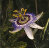 No passion here! Three ways passionflower winds you down
