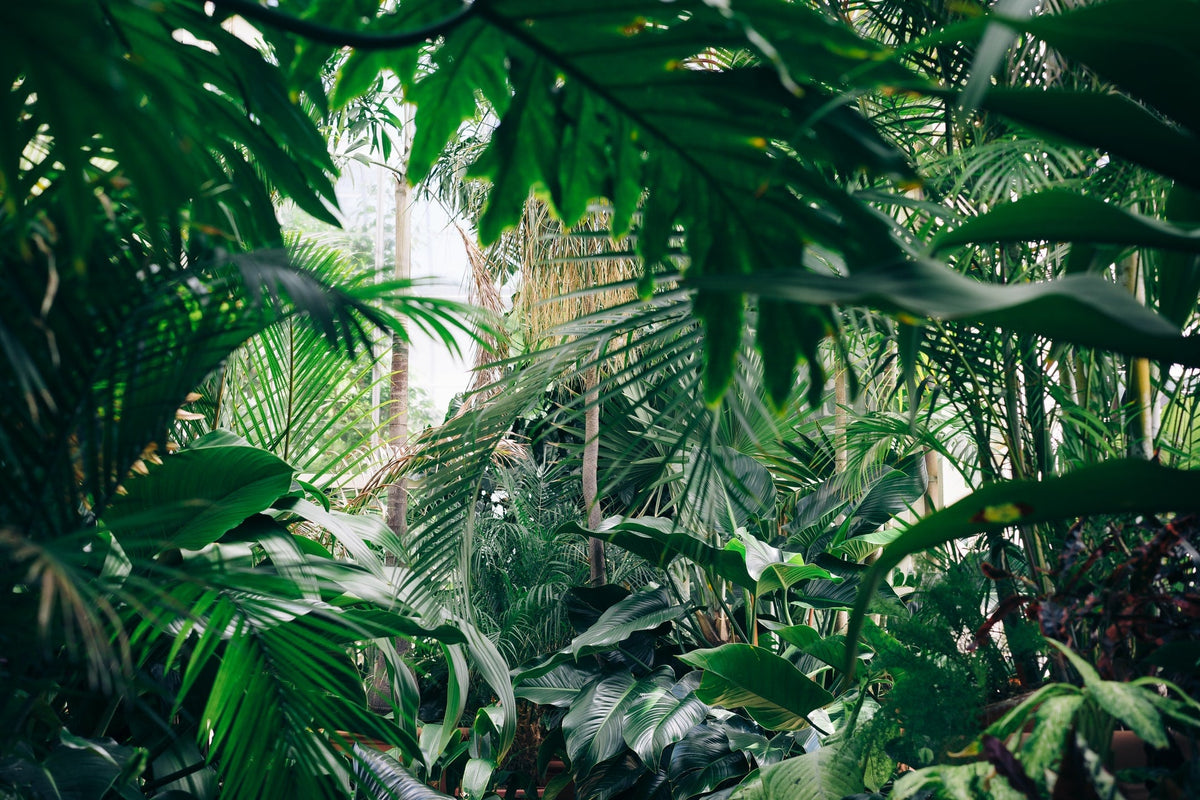 Three plants to chill you out during self-isolation.