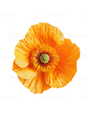 Poppy flower cutout