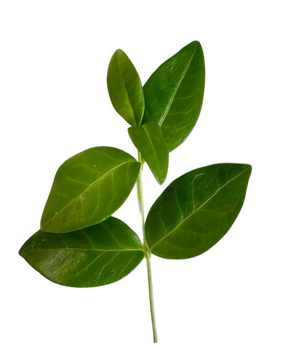 Leaf sprig cutout, upright