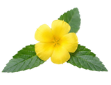 Damiana