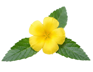 Damiana