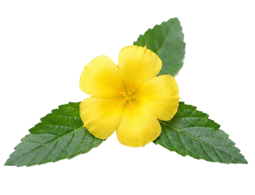 Damiana