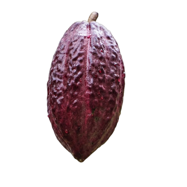 Cacao