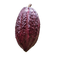 ing cacao