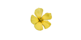 Damiana