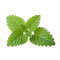 ing lemon balm