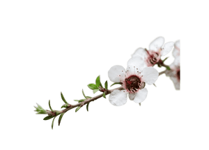 Manuka Leaf