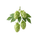 Mosaic Hops