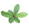 Guayusa