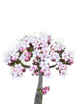 Valerian