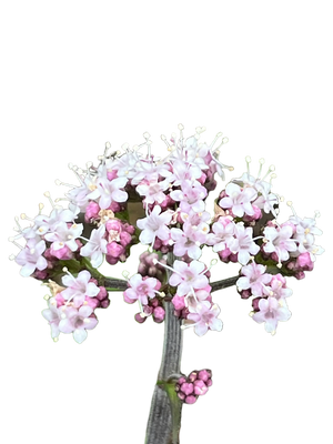 Valerian
